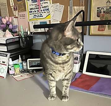 Photo of Shadow