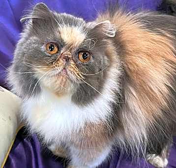 Photo of Daisy *Must Have Persian Experience*