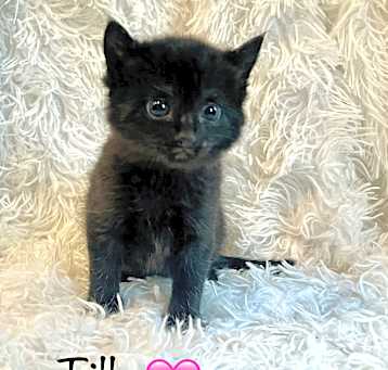 Photo of Tilly