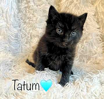 Photo of Tatum