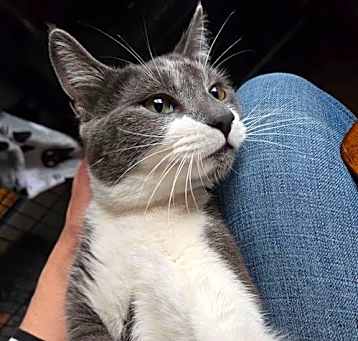 Photo of Moggy (AKA Moggs)