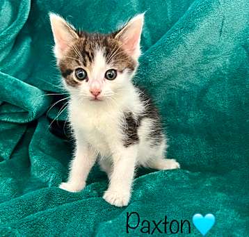 Photo of Paxton