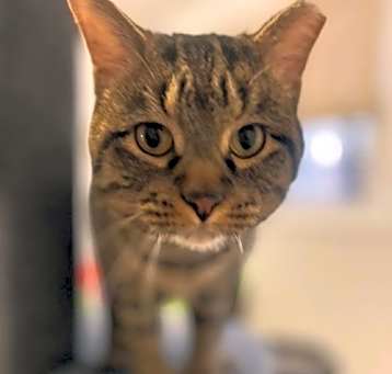 Photo of Donatello