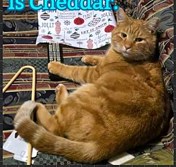 Photo of Cheddar
