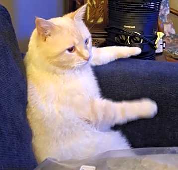 Photo of Caramel