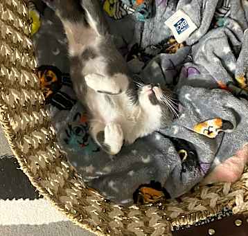 Photo of Bean