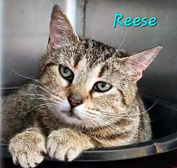 Photo of Reece (Pumpkin)