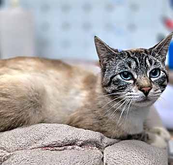 Photo of Pipsqueak