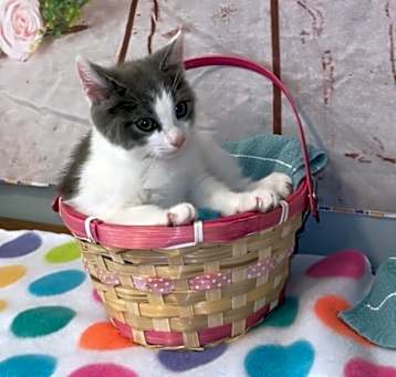 Photo of Bunny