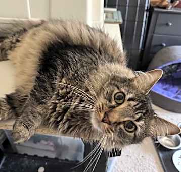 Photo of Fluffy Tail: Maine Coon Mix (FCID# 04/09/25-68) D
