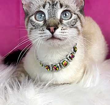 Photo of Daisy