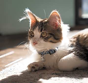 Photo of Violet