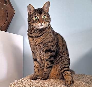 Photo of Renly