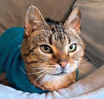 Photo of Munchkin
