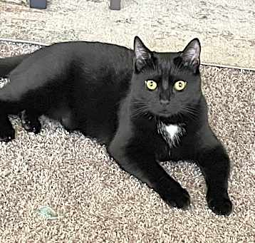 Photo of Bagheera