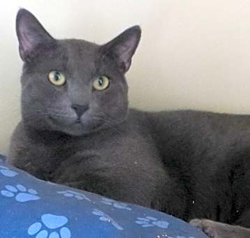 Photo of Shadow