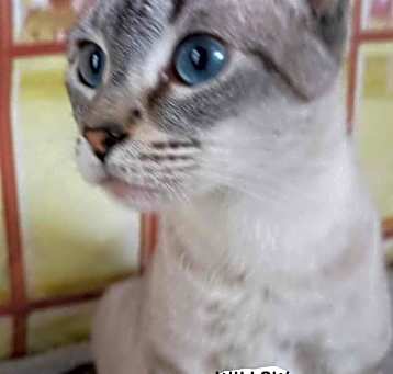 Photo of Willow