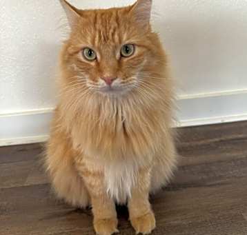 Photo of Tigger