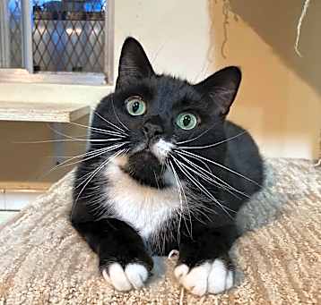 Photo of Gatsby