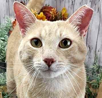 Photo of Dexter