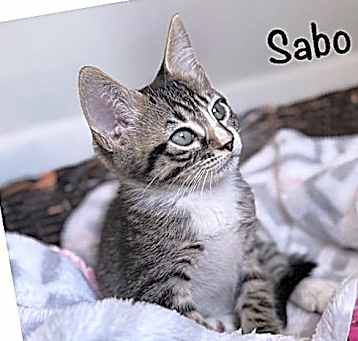 Photo of Sabo