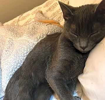 Photo of Pepper