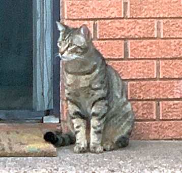 Photo of Felix