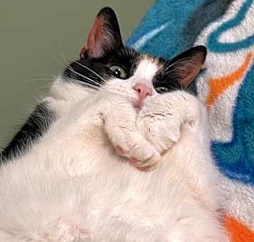 Photo of Fuzzi