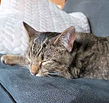 Photo of Posey