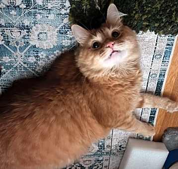 Photo of Garfield
