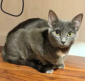 Photo of Iris