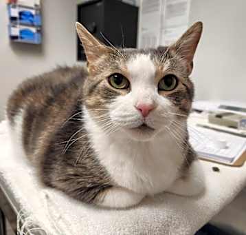 Photo of Link - Pending Adoption