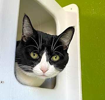 Photo of Ruby