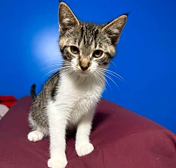 Photo of Calypso