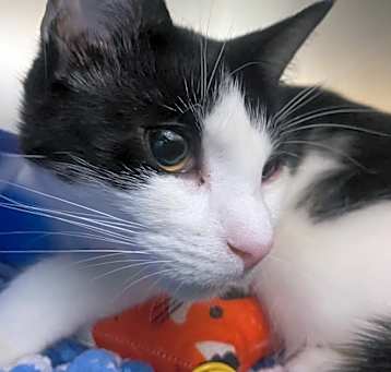Photo of Purrtrica