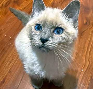 Photo of Luna