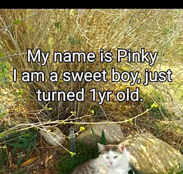 Photo of Pinky