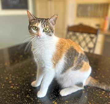 Photo of Shitty Paw's (kids named her)