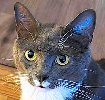 Photo of Siren