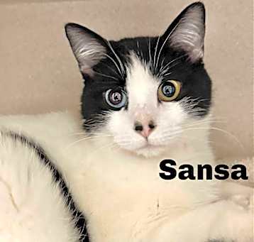 Photo of Sansa 250246