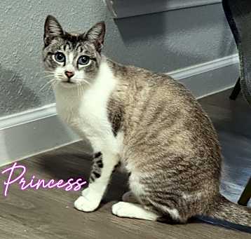Photo of Princess #seeks-attention