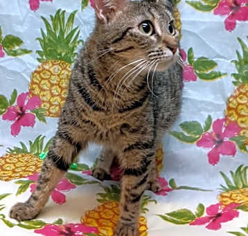 Photo of Delilah
