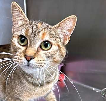 Photo of 25-182 Molly