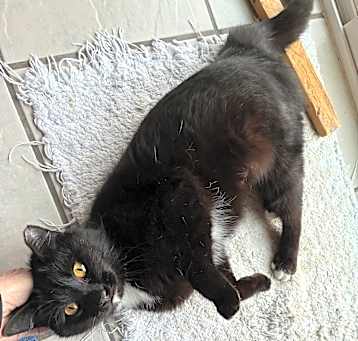Photo of Mittens