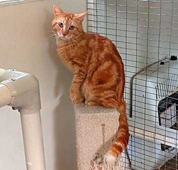 Photo of Garfield