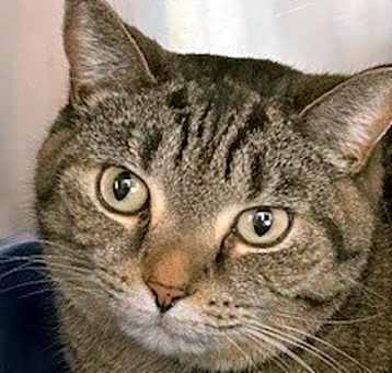 Photo of Katie Kat