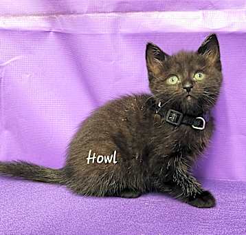 Photo of Howl