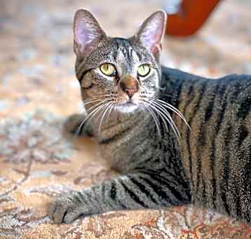 Photo of Miss Moppet