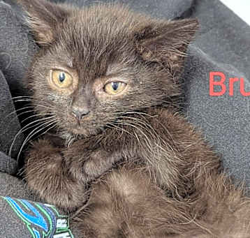 Photo of Bruno