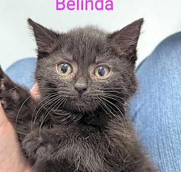 Photo of Belinda